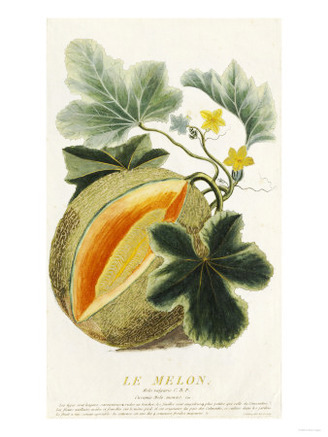 Pumpkin, 1787