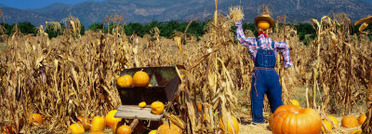 Pumpkin Patch at Bocalli Ranch, California, USA