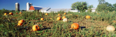 Pumpkin Crop Near Silo, Kent County, Michigan, USA