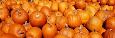 Close-up of Pumpkins
