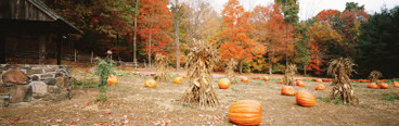 Pumpkins on a Field, Connecticut, USA