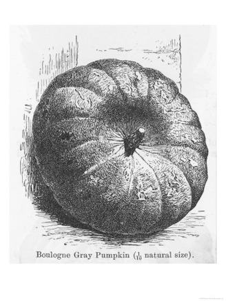 Boulogne Gray Pumpkin