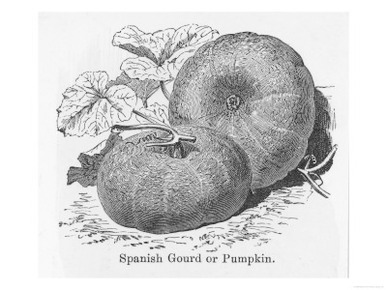 Spanish Gourd or Pumpkin