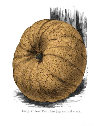 Long Yellow Pumpkin