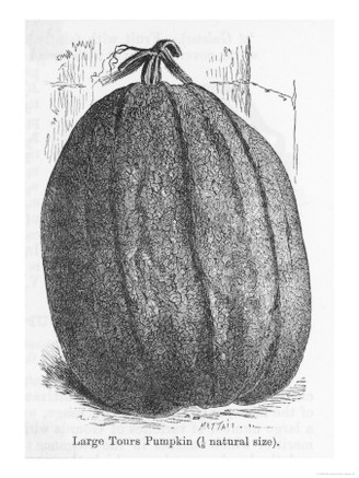 Large Tours Pumpkin