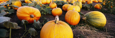 Pumpkins in a Field, Half Moon Bay, California, USA