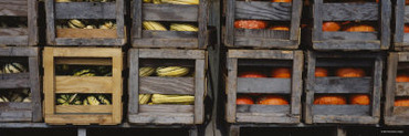 Crates of Gourds and Pumpkins, South Dakota, USA