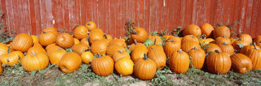 Pumpkins near the Wooden Fence