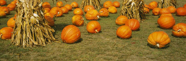 Corn Plants with Pumpkins in a Field, South Dakota, USA