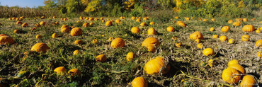 Field of Ripe Pumpkins, Kent County, Michigan, USA