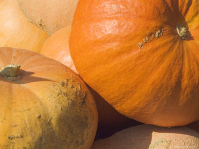 Close-Up of Pumpkins