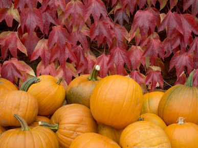 Autumnal Display of Pumpkins Against Virginia Creeper at Organic Farm Shop, Cumbria, UK