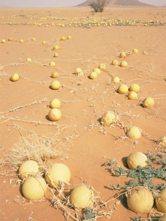 Desert Pumpkins, Southwest Desert, Libya, North Africa, Africa