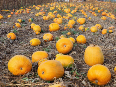 Field of Ripe Pumpkins (Cucurbita Maxima) USA