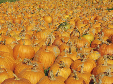 Large Number of Pumpkins for Sale on a Farm in Vermont, New England, USA