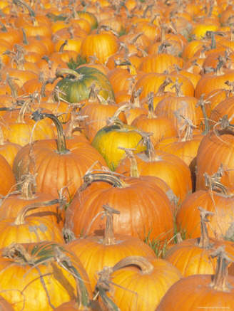 Pumpkins for Sale, Vermont Farm, Vermont, New England, USA