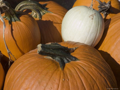 Close View of Freshly Picked Pumpkins