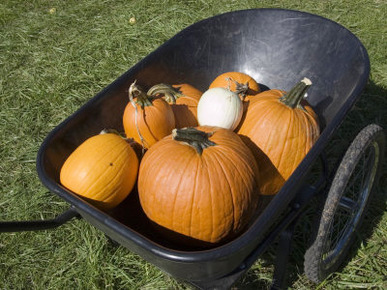 Wheelbarrow Full of Pumpkins