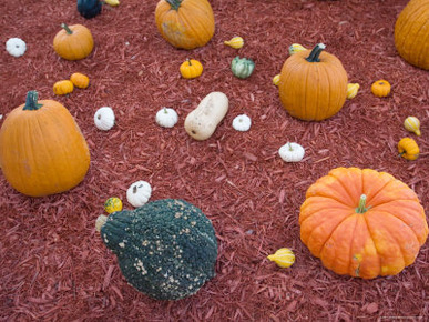 Pumpkin and Squash Display at Husker Harvest Days