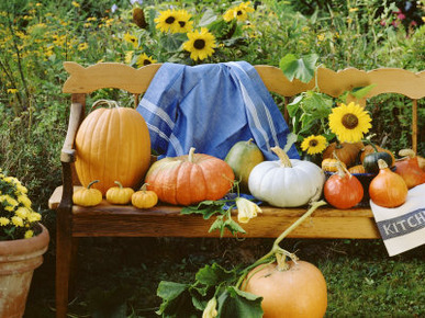 Pumpkin Still Life on Wooden Bench in Country Garden