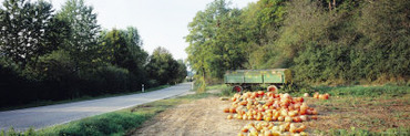 Pumpkins For Sale at the Roadside, Baden-Wurttemberg, Germany