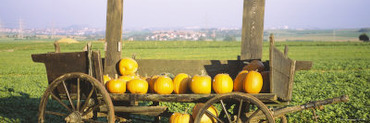 Pumpkins in a Wooden Cart, Baden-Wurttemberg, Germany