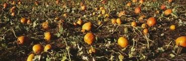 Pumpkins in a Field, Grand Rapids, Kent County, Michigan, USA