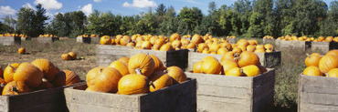 Ripe Pumpkins in Wooden Crates, Grand Rapids, Kent County, Michigan, USA