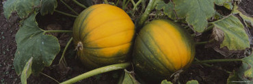 Close-Up of Pumpkins in a Field, Half Moon Bay, California, USA