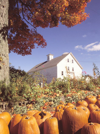 Pumpkins for Sale in Concord, MA