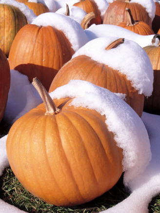 Pumpkins in Snow