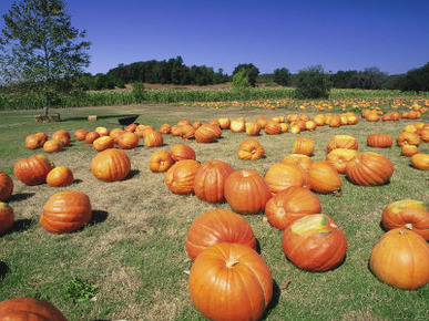 Pumpkin Patch, CA