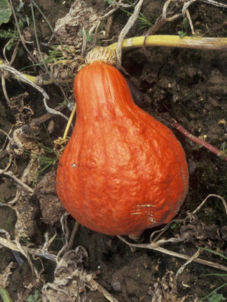 Squash Pumpkin (Golden Hubbard) in Garden, September