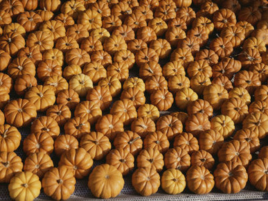 Rows of Little Squash Resembling Miniature Pumpkins Form a Pattern