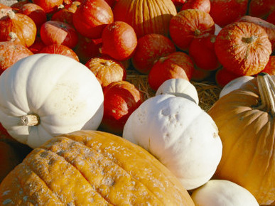 A Pile of Pumpkins of Different Colors