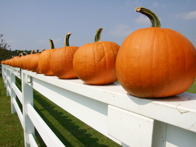 Bright Pumpkins Line a Fence Casting an Autumn Shadow