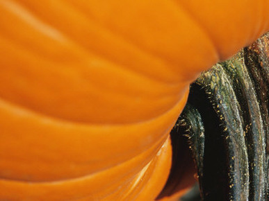 A Close View of the Stem End of a Pumpkin