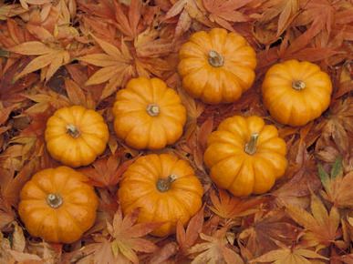 Pumpkins with Maple Leaves in Autumn, Washington, USA