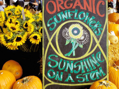 Organic Sunflowers and Pumpkins, Ferry Building Farmer's Market, San Francisco, California, USA