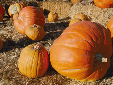 Close View of Picked Pumpkins