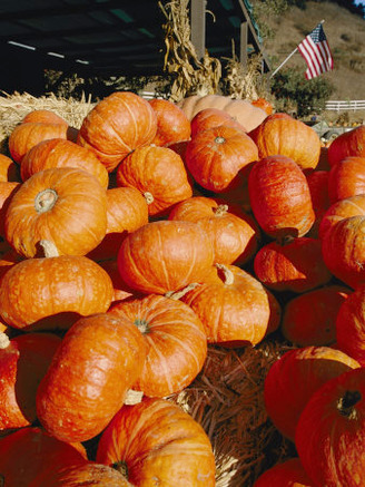 Close View of a Pile of Picked Pumpkins