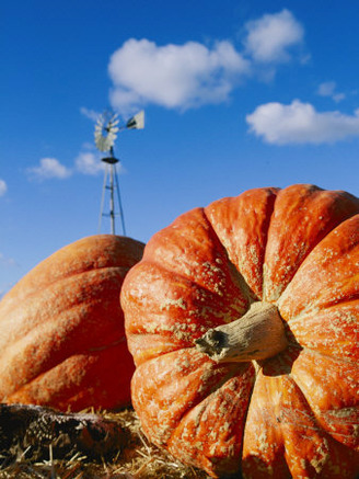 Close View of Two Picked Pumpkins
