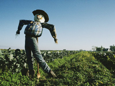 A Smiling Scarecrow Stands Guard over Pumpkin Fields