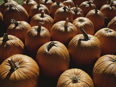 The Slant of Twilight Falls Across a Cluster of Pumpkins