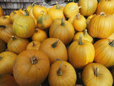 A Pile of Pumpkins