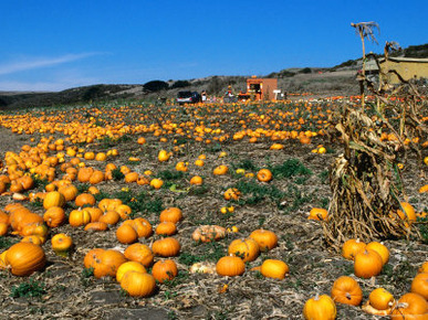 Pumpkin Patch Beside Highway 1, San Mateo County, USA