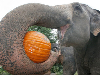 My-Thai, an Elephant at the Cincinnati Zoo, Holds a Pumpkin