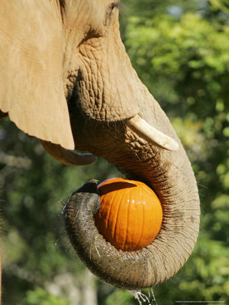 Elephant Grabs a Pumpkin Treat Sunday, October 29, 2006, During Metroboo at Miami Metrozoo in Miami