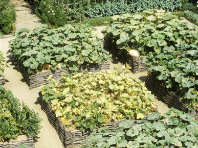 Aerial View of Pumpkin Plants in Square Raised Beds with Woven Walls