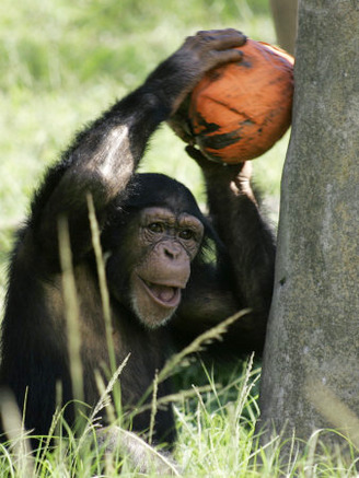 A Young Chimpanzee Attempts to Crack a Coconut Colored Orange to Look Like a Pumpkin